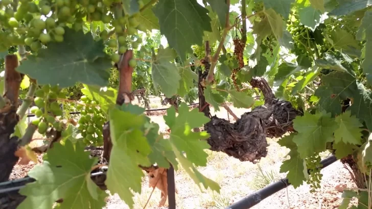 Prueban un nuevo tratamiento para mitigar los efectos dañinos de las olas de calor en la vitivinicultura