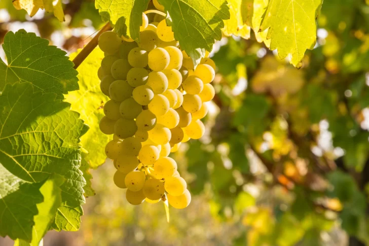 Hoy se celebra en el mundo la variedad de uva Chardonnay, de gran presencia en San Juan