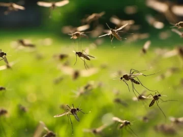 Dengue: San Juan acumula 2.111 casos en total pero advierte que sigue el descenso