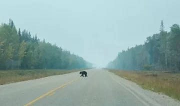 Perturbador hallazgo: le cortaron las patas a un oso y dejaron los restos tirados en la carretera