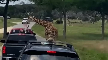 Una jirafa levantó a una niña de 2 años de un vehículo durante un safari