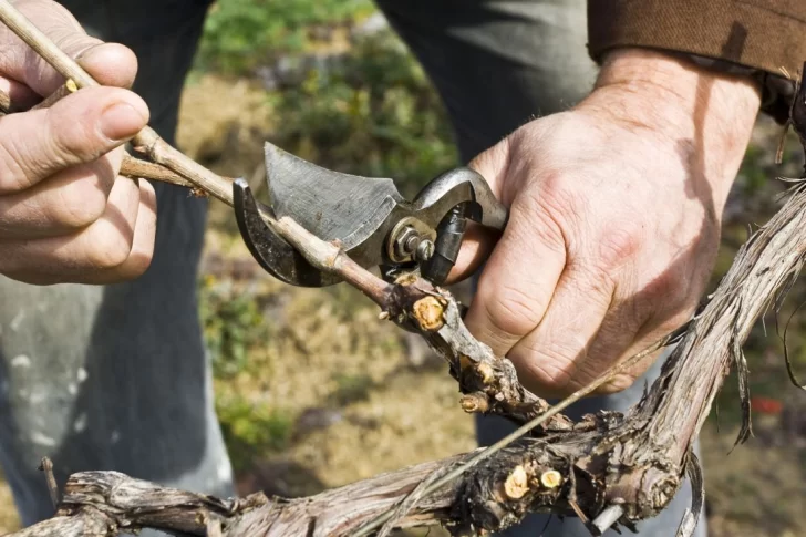 Tiempo de Poda: guía practica y consejos de cómo se realiza la poda en árboles, arbustos y otras especies