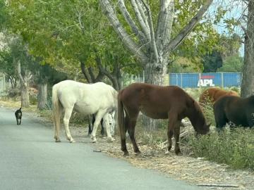 Tragedia en Zonda: horas antes del choque habían llamado al 911 por caballos sueltos en la calle