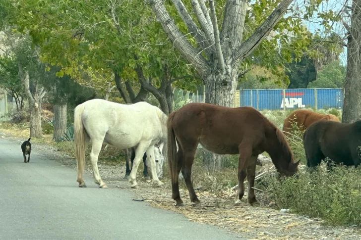 Tragedia en Zonda: horas antes del choque habían llamado al 911 por caballos sueltos en la calle