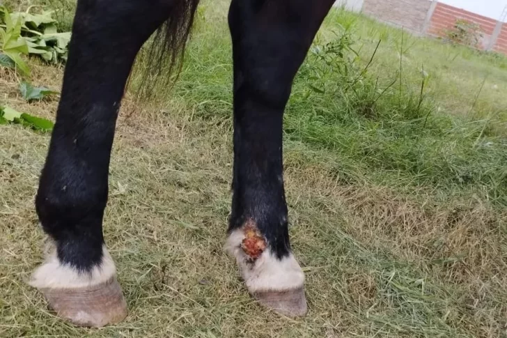 Le quitan el caballo a un sanjuanino por utilizarlo lastimado en su carretela