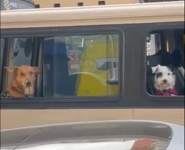 ¡Perritos viajeros! Un video viral enternece a las redes sociales
