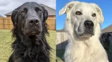 La increíble historia de Buster, el perro que nació negro y se volvió blanco al poco tiempo