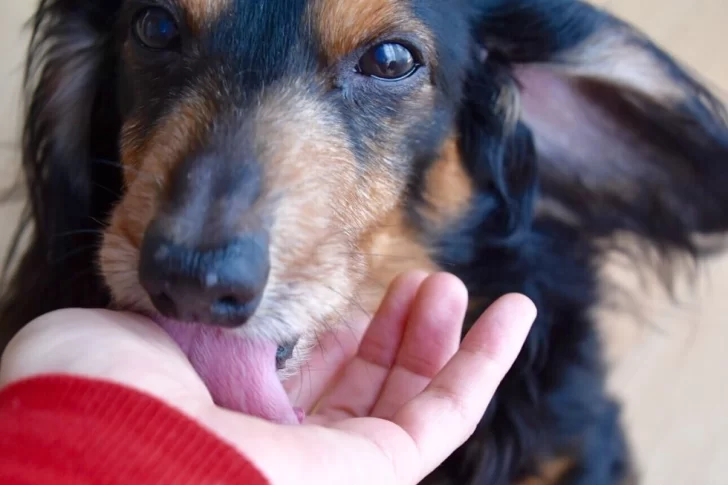 Leyendas urbanas que provocan escalofríos: No solo los perros lamen…