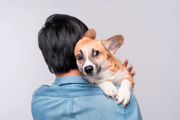 Un nuevo estudio confirma que la mayoría de los perros odia algo muy común