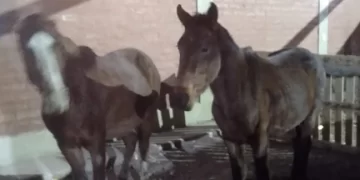 Secuestran dos caballos sueltos