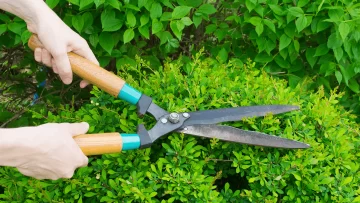 Tiempo de Poda: Cuándo, cómo y dónde es necesaria una poda para que las plantas tomen fuerza para crecer