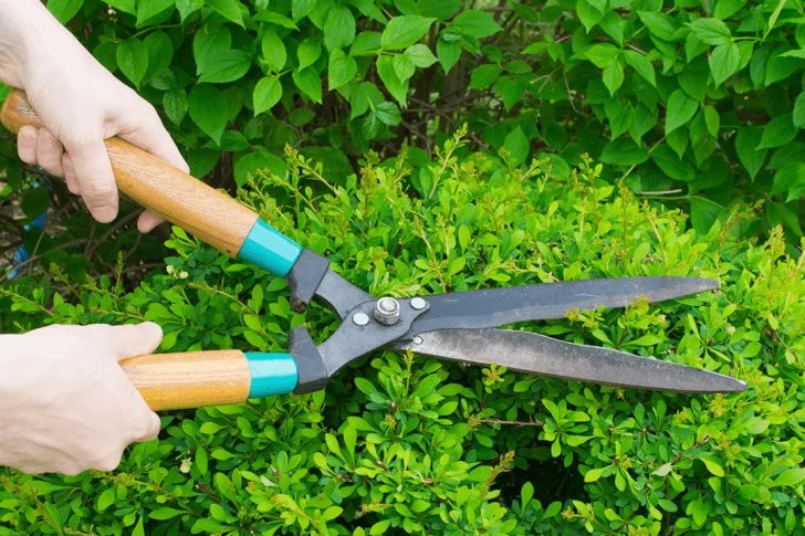 Tiempo de Poda: Cuándo, cómo y dónde es necesaria una poda para que las plantas tomen fuerza para crecer