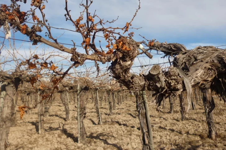 Piden al INV un censo para saber cuántos viñedos mató la sequía