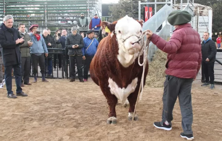 El primer toro en La Rural homenajea a la Selección que ganó la Copa América 2021