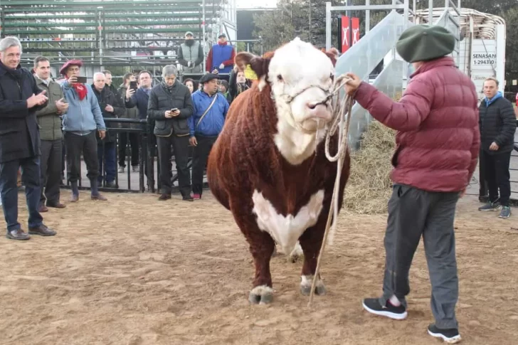 El primer toro en La Rural homenajea a la Selección que ganó la Copa América 2021