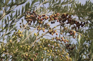 Olivícolas: cayó la producción pero crecieron los despachos al exterior