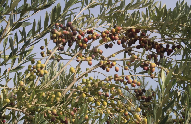 Olivícolas: cayó la producción pero crecieron los despachos al exterior