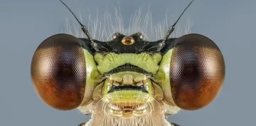 La Fascinante Vida Sexual de los Insectos: Desde Penes Desmontables hasta Canibalismo