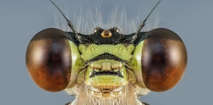 La Fascinante Vida Sexual de los Insectos: Desde Penes Desmontables hasta Canibalismo