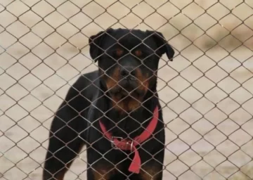 Murió una anciana que fue atacada por tres perros Rottweiler