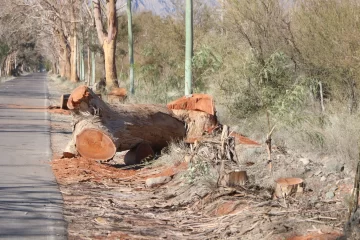 En Zonda empezaron a sacar árboles secos y a reforestar por sectores