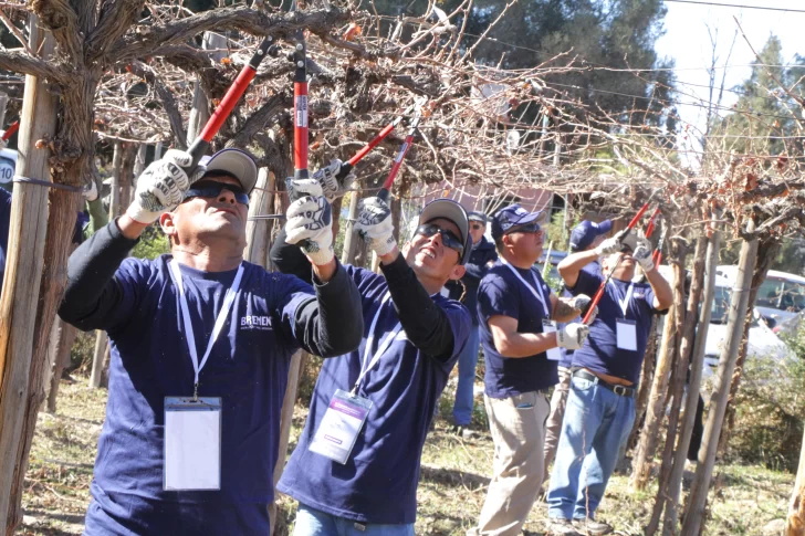 El concurso del podador: un día para celebrar a los multiplicadores de uvas