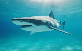 La cocaína en los tiburones del mar