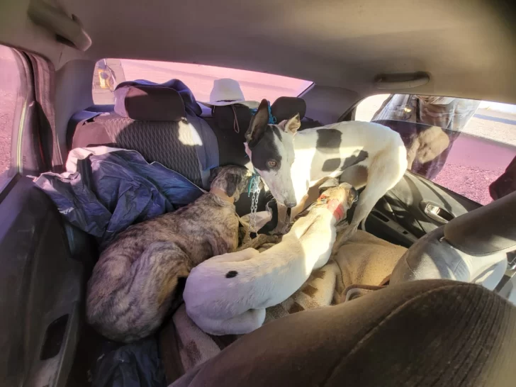 Sorprenden a un hombre que en un auto llevaba siete galgos, un rifle y boleadoras