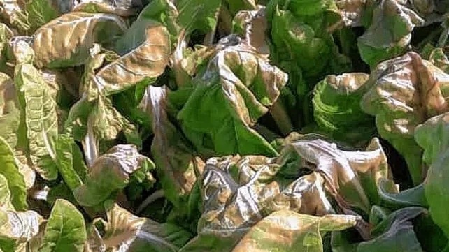 En San Juan, el 70% de la hectáreas plantadas con verduras de hoja se vieron afectadas por el frío extremo