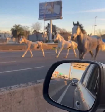 [Videos] Insólito: unos 40 caballos aparecieron corriendo por Panamericana y provocaron cáos en el tránsito