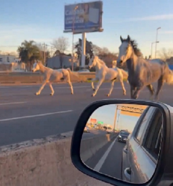 [Videos] Insólito: unos 40 caballos aparecieron corriendo por Panamericana y provocaron cáos en el tránsito