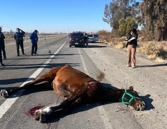 Detuvieron al cuidador del caballo que provocó la muerte de un automovilista en Sarmiento