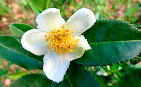 camelia