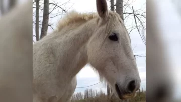 Faenaron a un caballo terapéutico que ayudaba a chicos con discapacidades