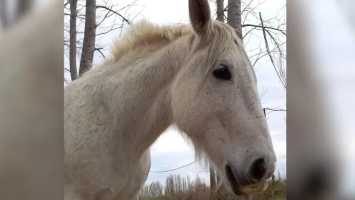 Faenaron a un caballo terapéutico que ayudaba a chicos con discapacidades