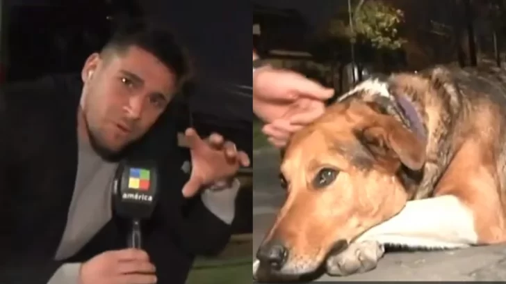 [video] Un Perro Callejero Le Mordió La Mano A Un Periodista En Vivo