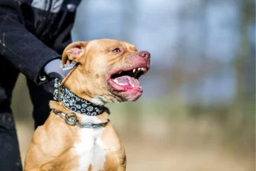 Un pitbull mató a su dueño porque no le dejaba salir a la calle