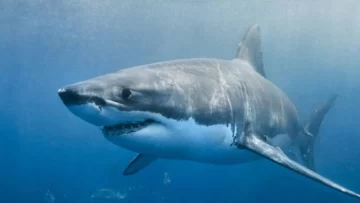 Investigan la intoxicación con cocaína de 10 tiburones en Río de Janeiro