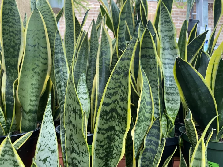 Plantas con energías puras