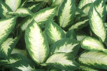 9-Dieffenbachia-728x478