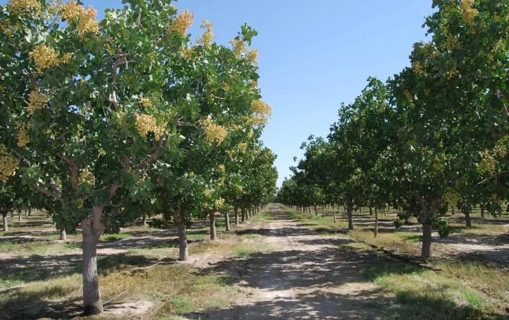 Luz verde para línea eléctrica que alimentará a pistacheros