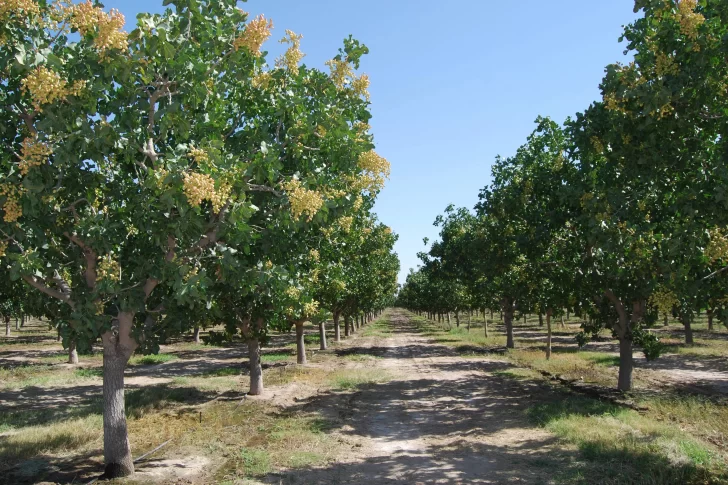 Luz verde para línea eléctrica que alimentará a pistacheros