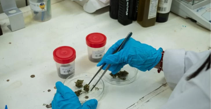 Para poder seguir recetando cannabis medicinal, médicos podrán capacitarse en la UNSJ