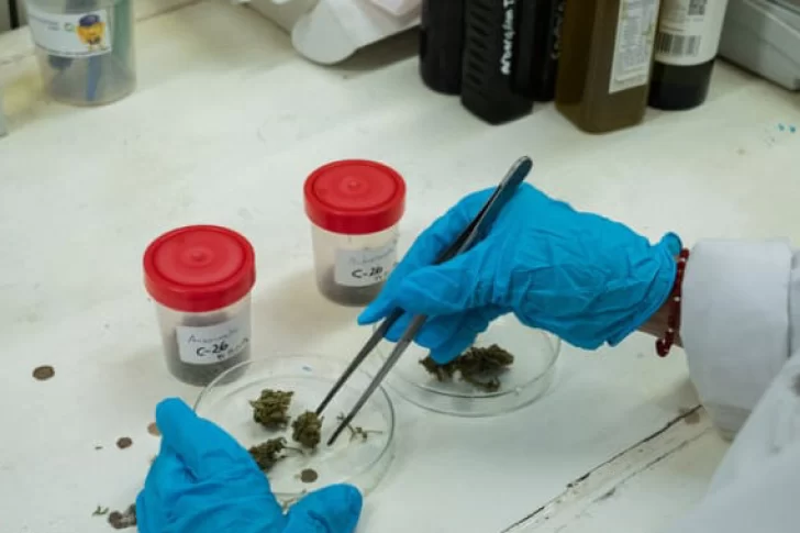 Para poder seguir recetando cannabis medicinal, médicos podrán capacitarse en la UNSJ