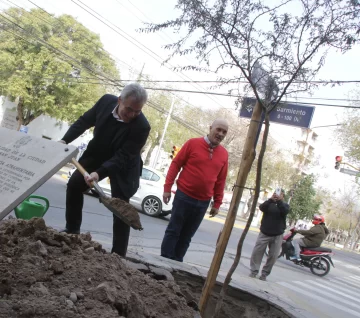 Plantaron la réplica de un árbol histórico que fue muy valorado por Sarmiento