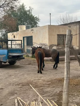 Dos caballos provocaron que una motociclista y su acompañante se accidentaran en Santa Lucía