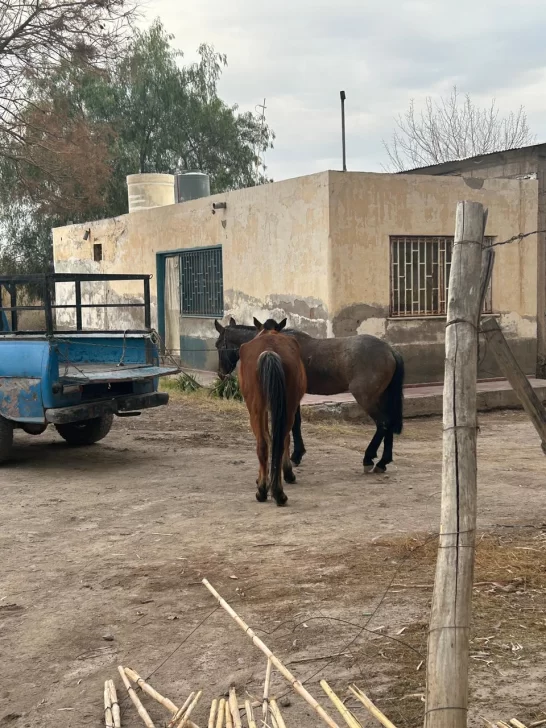 Dos caballos provocaron que una motociclista y su acompañante se accidentaran en Santa Lucía