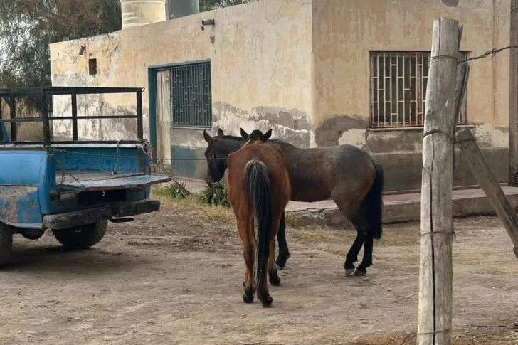 Dos caballos provocaron que una motociclista y su acompañante se accidentaran en Santa Lucía