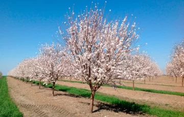 almendros-en-cultivo-en-flor_receta-728x466