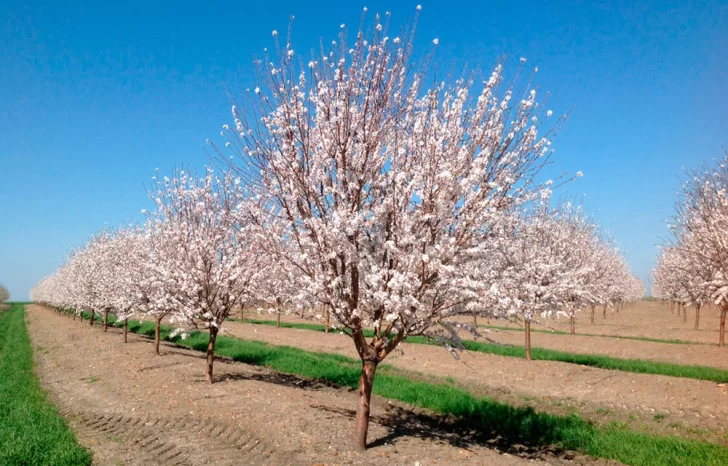 almendros-en-cultivo-en-flor_receta-728x466